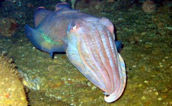 Gian Cutflefish photo taken with a Cannon A40 Shot, at 20... by Daryl Gabriel 